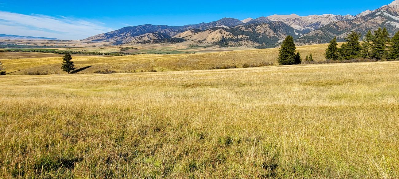 autmun-grass-springhill-bridgers-montana-windcall-ranch