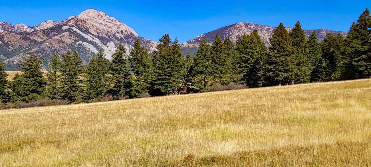 autumn-grass-trees-ross-peak-montana-windcall-ranch