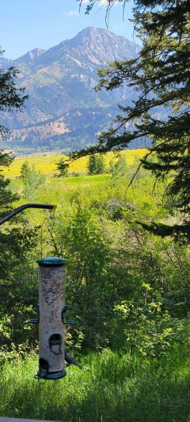 bird-feeder-mountain-montana-windcall-ranch