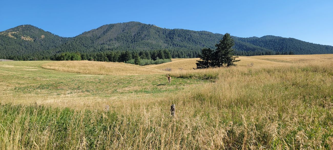 deer-grazing-autumn-montana-windcall-ranch