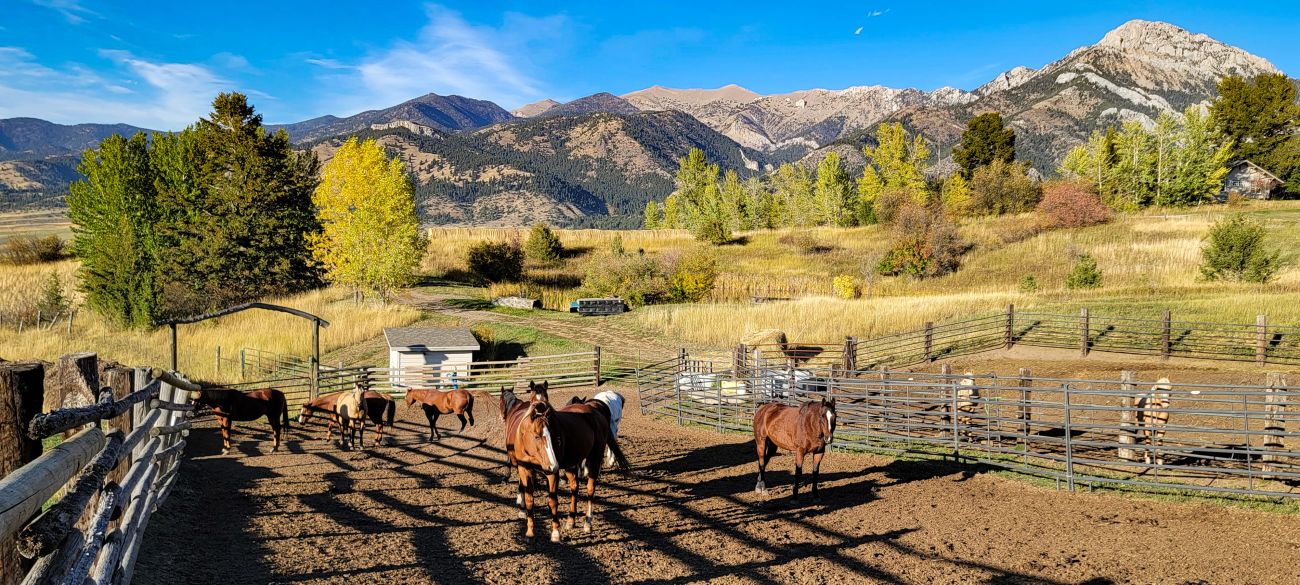 horses-bridgers-corral-montana-windcall-ranch