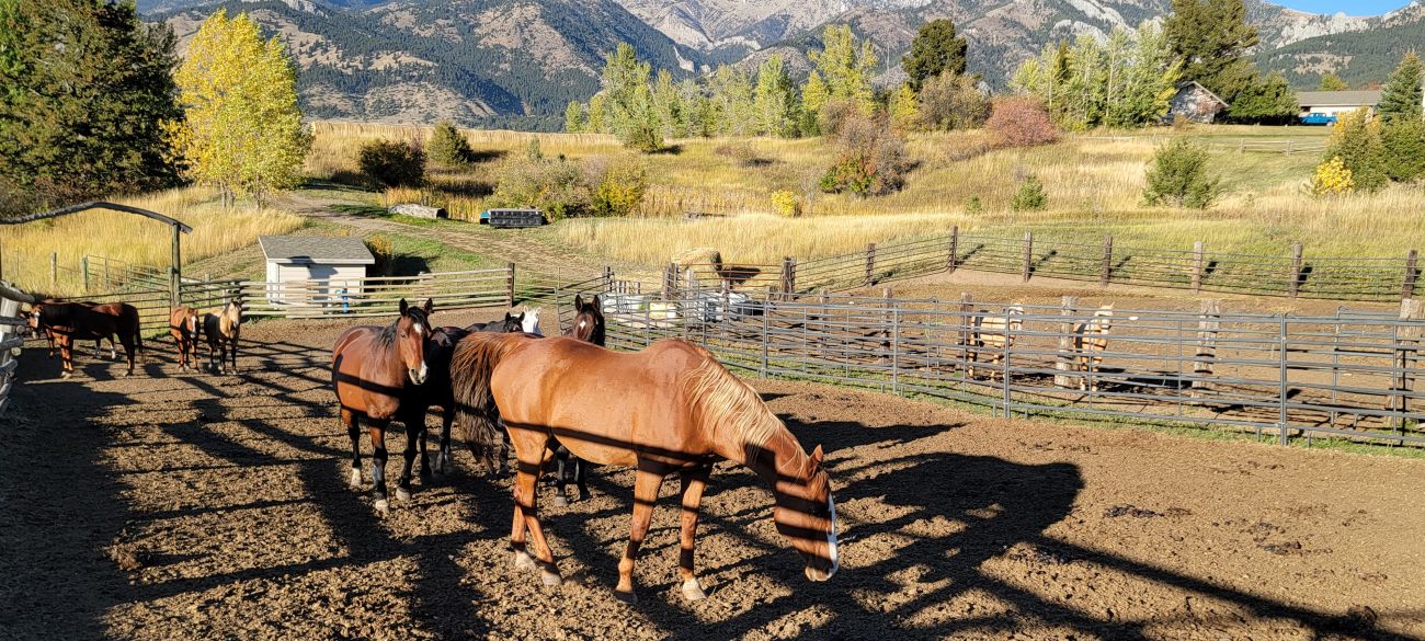 horses-corral-montana-windcall-ranch