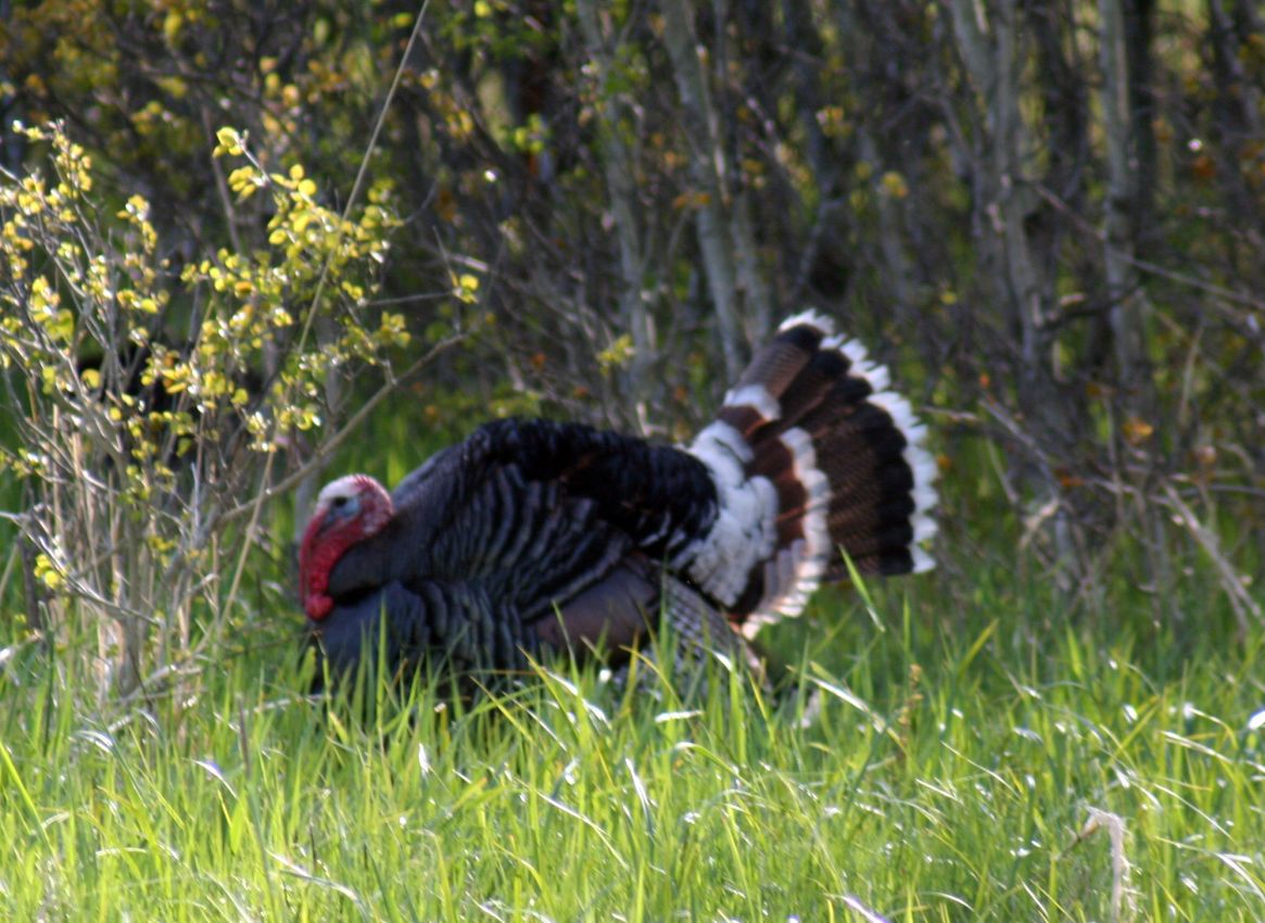 turkey-montana-windcall-ranch