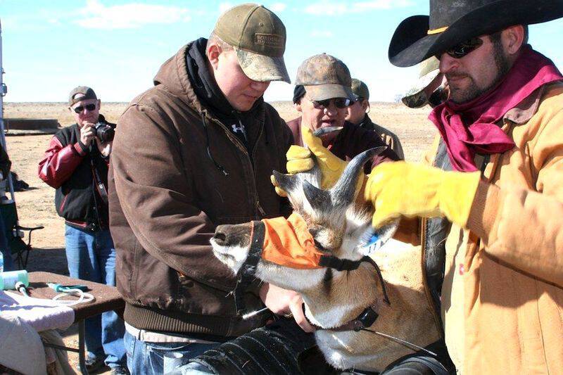 A total of 130 pronghorn were captured and relocated during a week-long exercise headed by the Texas Parks and Wildlife Department