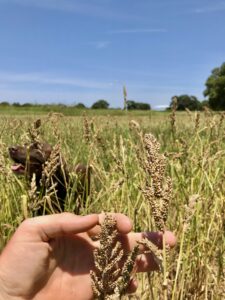 7 Simple Mistakes to Avoid When Planting a Food Plot