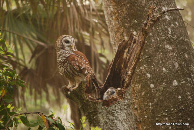 Barred Owl and Chick