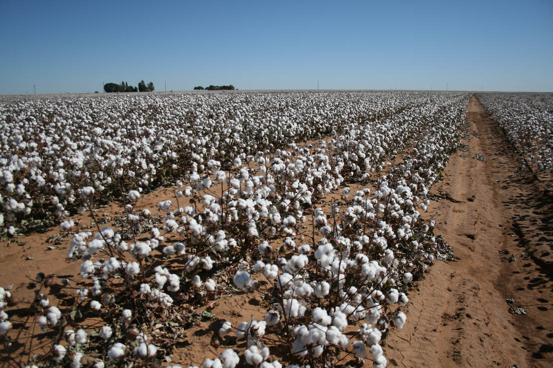 Texas Cotton Field