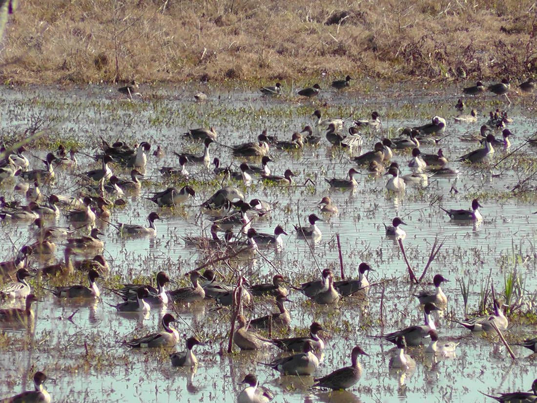 WETLANDS CREATION IN TEXAS Republic Ranches