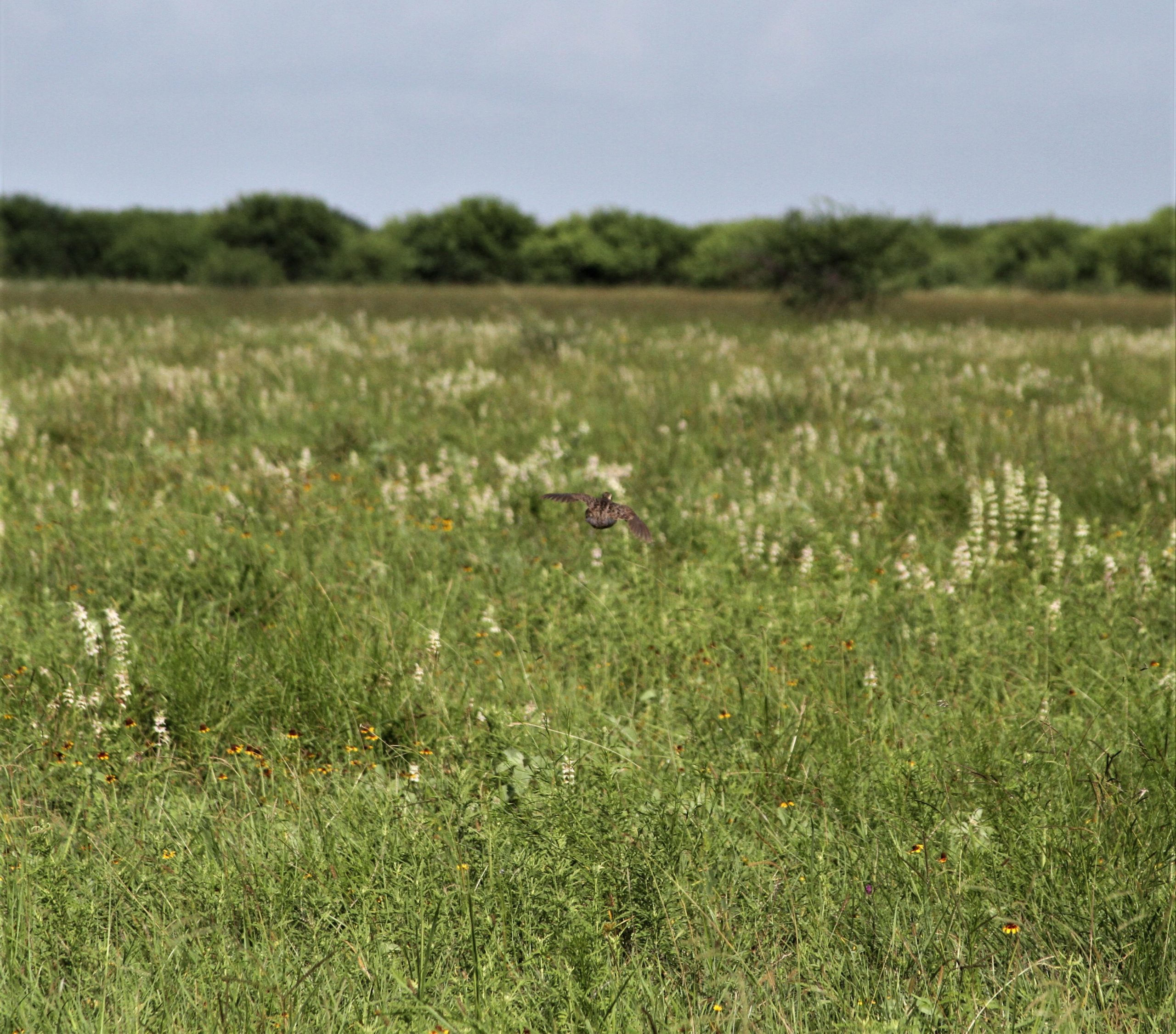 Quail Population & Habitat in South Texas - Republic Ranches