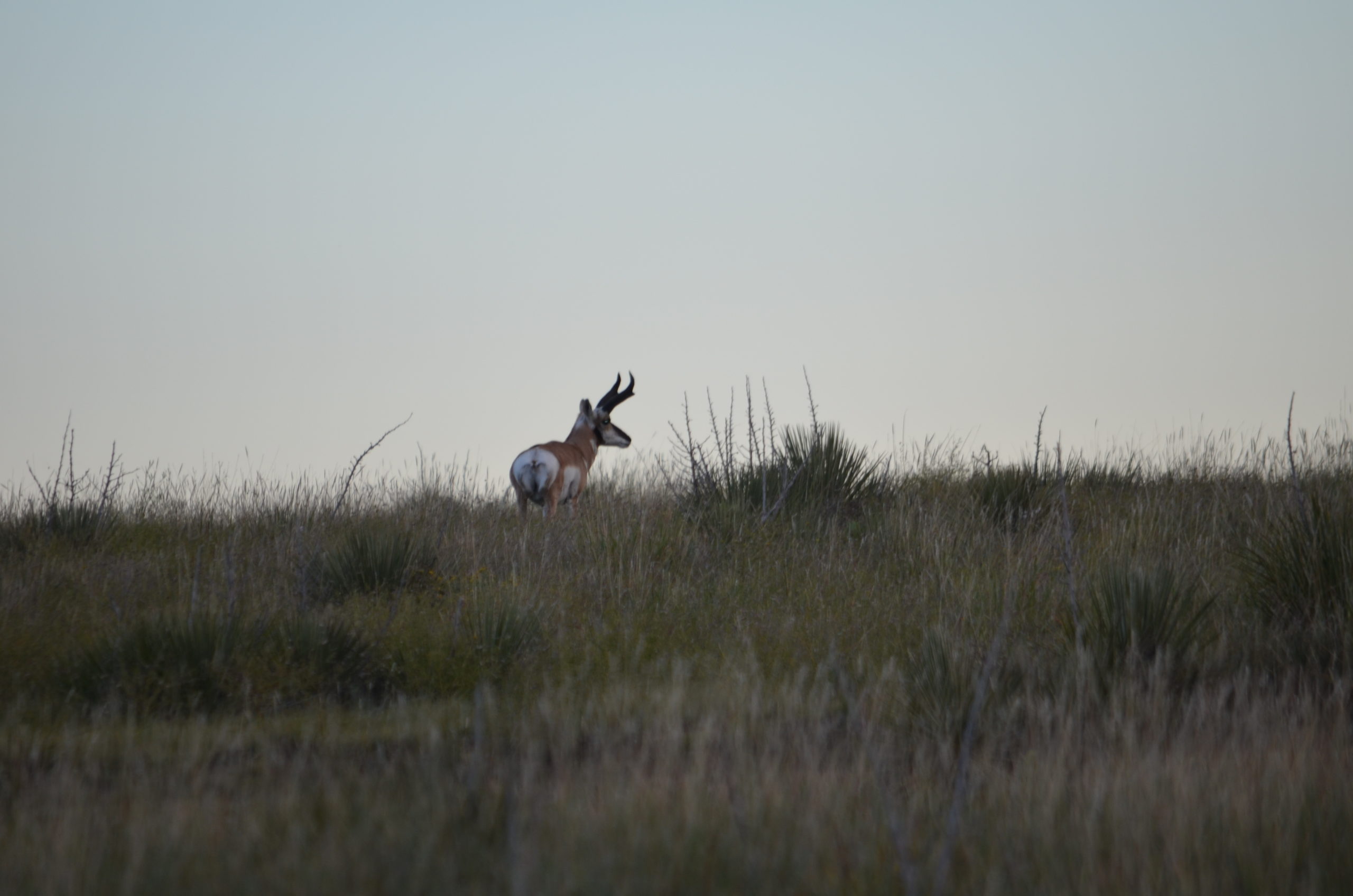 Navigating the Western Big Game Draw Process Republic Ranches