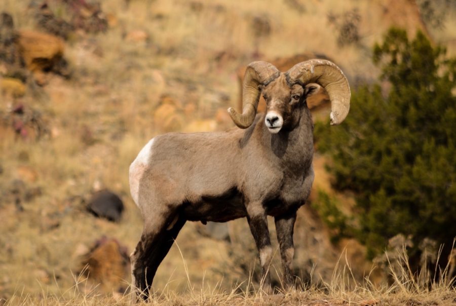 Navigating the Western Big Game Draw Process Republic Ranches