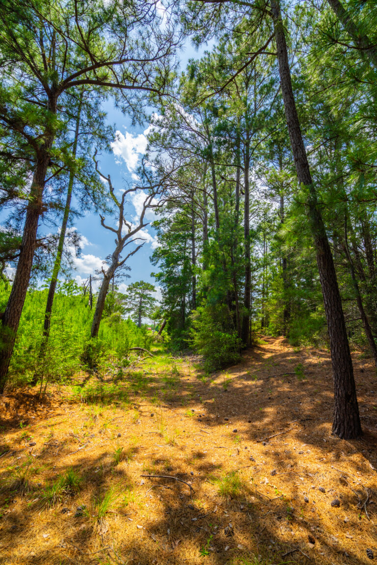 Pine Hills Ranch, Bastrop County, Texas