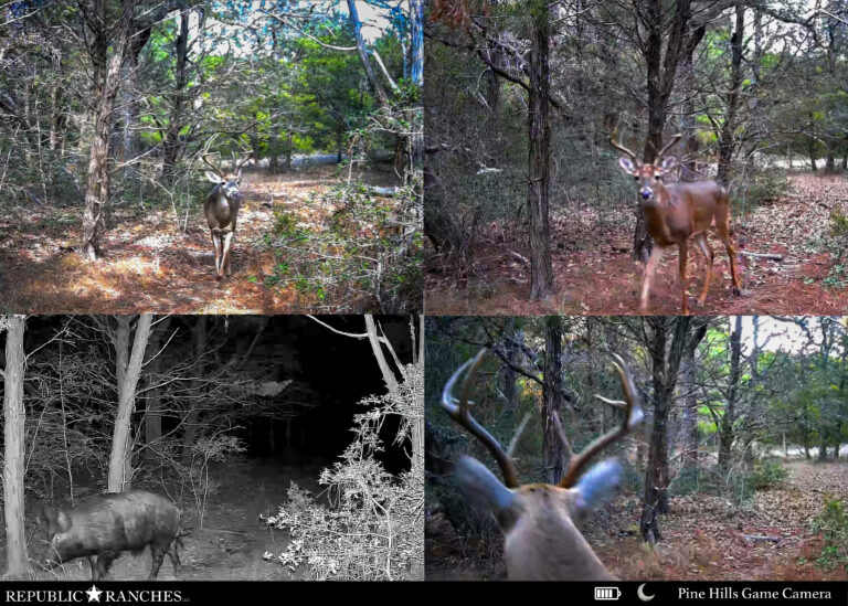 Pine Hills Ranch, Bastrop County, Texas