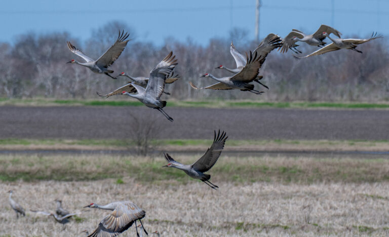 Silver Smoke Ranch, Brazoria County, Texas