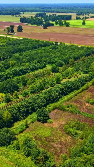 The Price Right Tree Farm is an established tree operation in southwestern McCurtain County, offering a marketable variety of uniform trees alongside over 4 acres of surface water ideal for managed waterfowl hunting. With ¾ mile of road frontage, available utilities, and multiple subdivision possibilities, the property offers both recreational appeal and long-term investment potential.

Listing Details | republicranches.com/properties/oklahoma/oklahoma/price-right-tree-farm