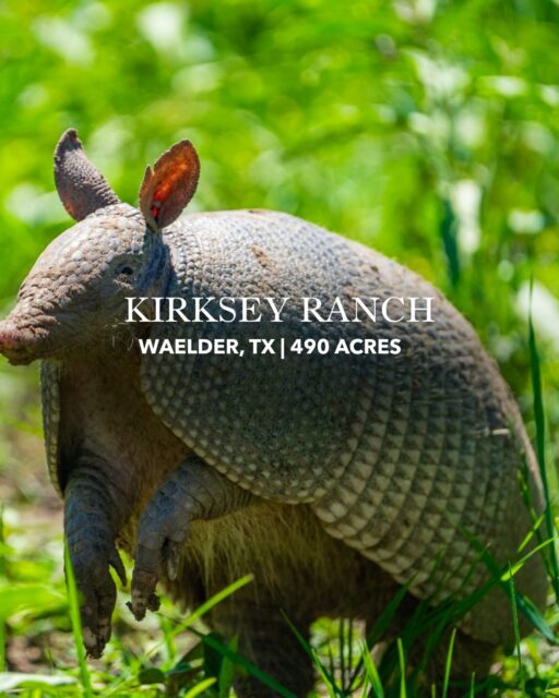 Kirksey Ranch | 490± Acres | Waelder, Texas

A versatile Central Texas ranch with the land, water, and wildlife to make it your own. Kirksey Ranch features 1.5+ miles of Peach Creek frontage, native pasture, hardwood-lined bottomland, and abundant wildlife including whitetail, turkey, hogs, and dove—all just minutes from Waelder and within easy reach of Austin and San Antonio.

Listing Details | republicranches.com/properties/texas/bluebonnet-country/kirksey-ranch
