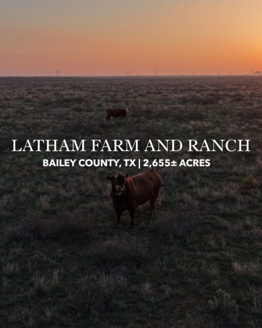 LATHAM FARM & RANCH | BAILEY COUNTY, TEXAS

2,655± acres of productive High Plains country with a strong mix of irrigated farmland, native rangeland, and CRP acreage. Latham Farm & Ranch includes four center-pivot fields, seven water wells, established livestock infrastructure, and approximately 700± acres enrolled in CRP. With productive soils, multiple income-producing uses, and abundant quail, dove, and mule deer, this is a well-rounded agricultural property with plenty of potential.

More Details | republicranches.com/properties/texas/high-plains/latham-farm-ranch

#TexasRanch #RanchRealEstate