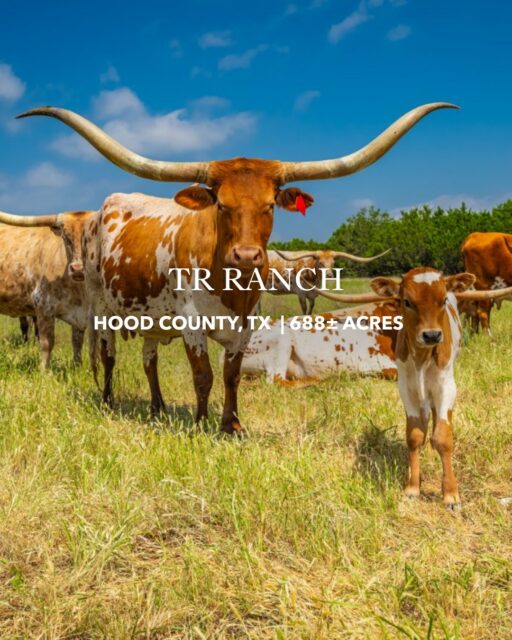 PRICE REDUCED 

TR Ranch is where Brazos River views, dramatic cliffs and wide-open country meet a private, resort-level experience. Built for gathering, hunting and getting away, this Granbury ranch is ready to become a family legacy or an unforgettable corporate retreat.

Listing Details | republicranches.com/properties/texas/north-texas/tr-ranch/
