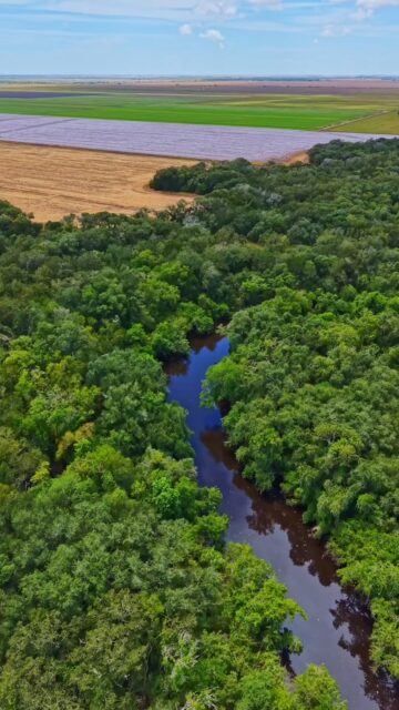 CARANCAHUA CREEK FARM | 422 Acres in Matagorda County, TX

422± acres of productive Coastal Prairie country with a strong mix of agriculture, recreation, and long-term investment potential.

Approximately 380 acres are cultivated and currently leased, providing established agricultural income. The balance of the property is heavily wooded along East Carancahua Creek, creating private wildlife habitat and opportunities for hunting and recreation.

Listing Details | republicranches.com/properties/texas/coastal-prairie/carancahua-creek-farm