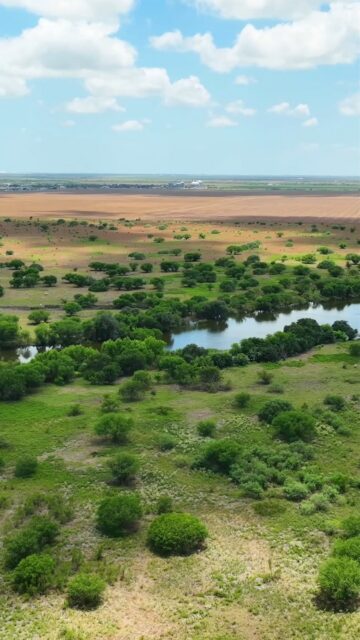 Banquete Creek Ranch | 190± Acres | Robstown, Texas

190± acres of productive South Texas ranchland with a strong combination of cattle grazing, water, and recreational opportunity.

Located just north of Banquete, the property features open native pasture, an approximately 6-acre lake fed by Banquete Creek, and a wooded creek corridor that provides habitat for local wildlife. The ranch is currently used for cattle grazing and offers opportunities for fishing, dove hunting, and other outdoor recreation.

With county road access, a water well, and electricity available nearby, Banquete Creek Ranch offers a versatile piece of South Texas land.

Listing Details | republicranches.com/properties/texas/south-texas/banquete-creek-ranch