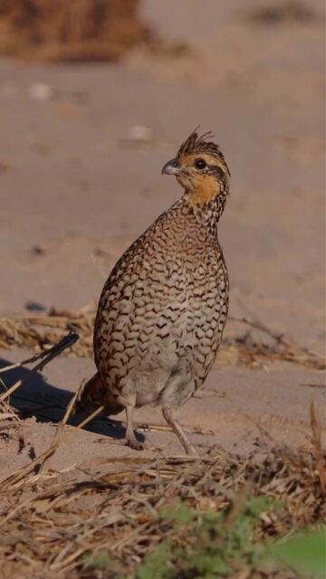 Prominent South Texas quail biologist David Grall spends a day at Randado Ranch evaluating the quail habitat.

"There are two types of ranches in South Texas: a deer ranch that someone tries to convert to a quail ranch and a quail ranch that needs some restoration. Randado Ranch is a quail ranch that needs some restoration."

Randado Ranch | republicranches.com/properties/texas/south-texas/randado-ranch/