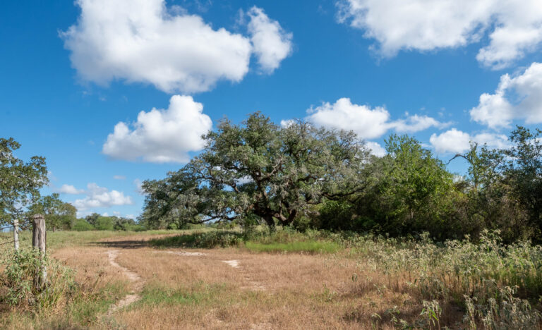 JFJ Ranch