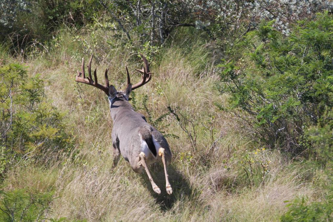 Cactus jack deer hunting