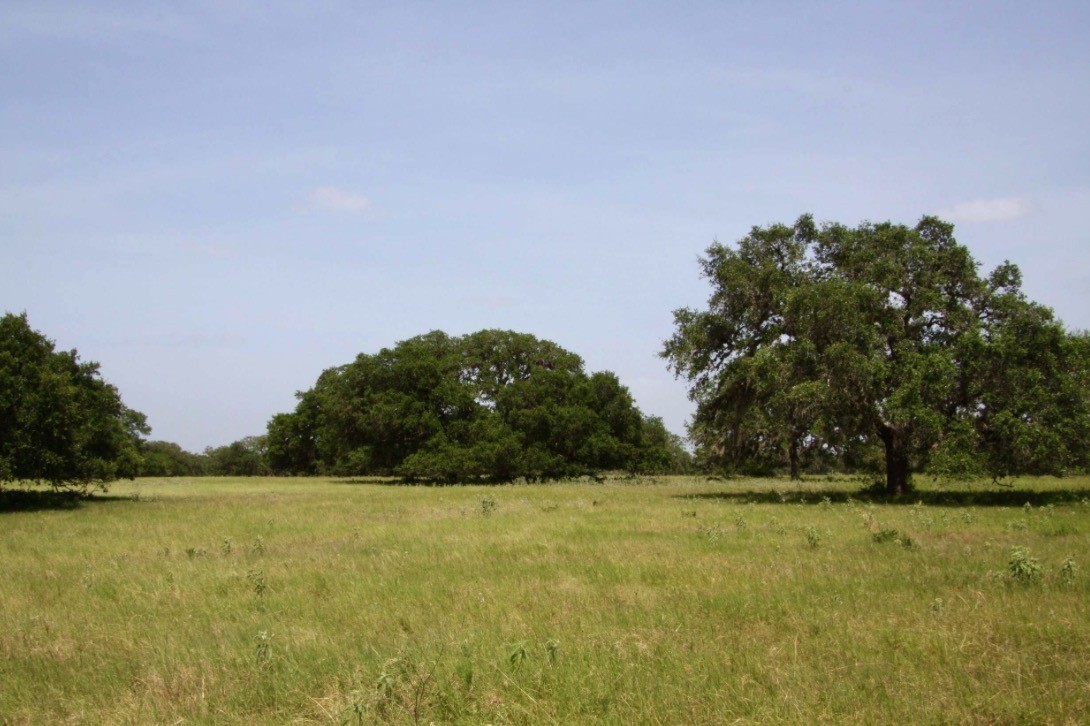 South Texas Ranches For Sale Republic Ranches Land Sales