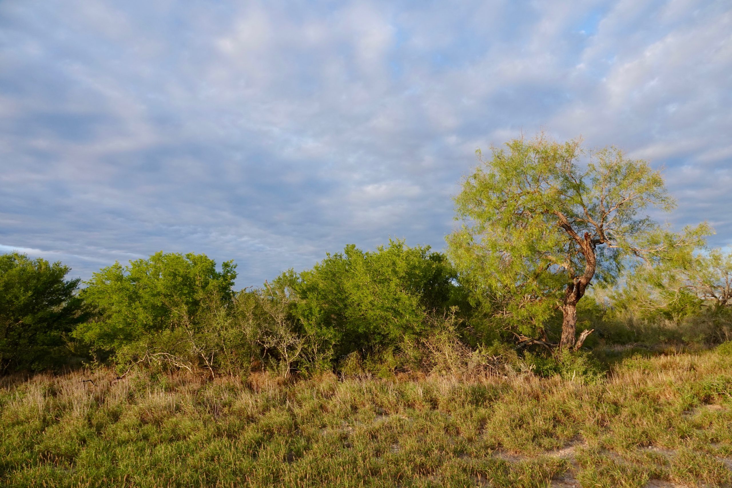 South Texas Ranches For Sale Republic Ranches Land Sales