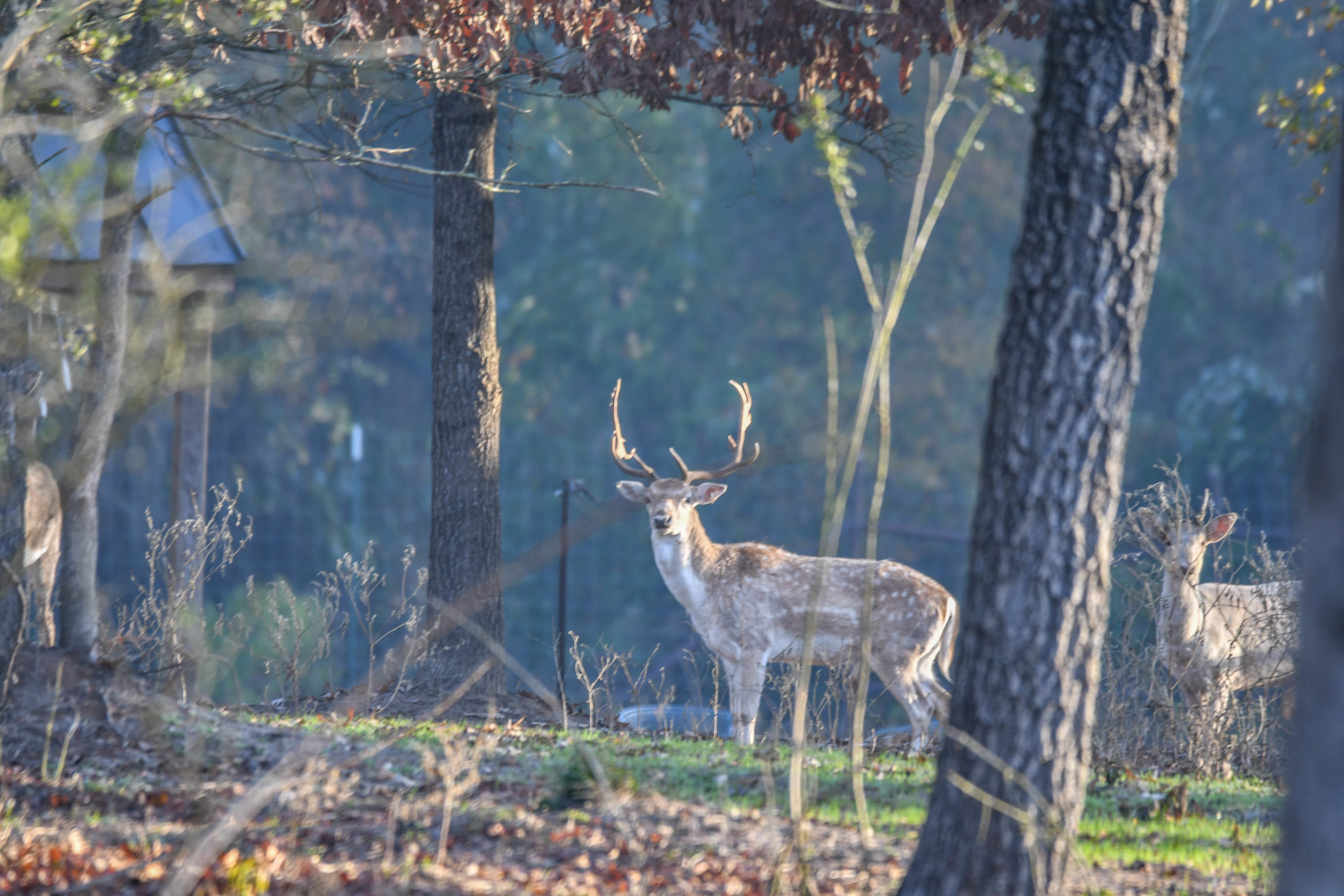 East Texas Ranches For Sale Republic Ranches Land & Ranch Sales