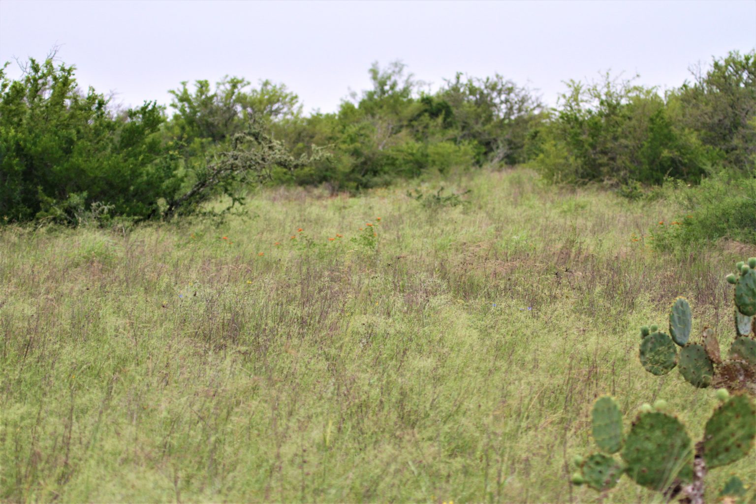 Quail Population & Habitat in South Texas - Republic Ranches